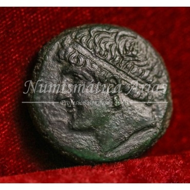 Siracusa. Hieron II. Hemilitron. 275-215 a.C. EBC+