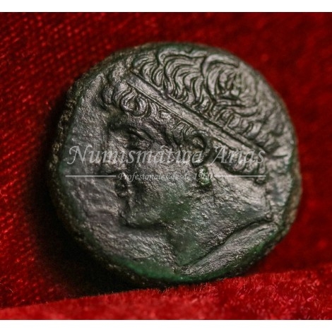 Siracusa. Hieron II. Hemilitron. 275-215 a.C. EBC+